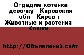 Отдадим котенка девочку - Кировская обл., Киров г. Животные и растения » Кошки   